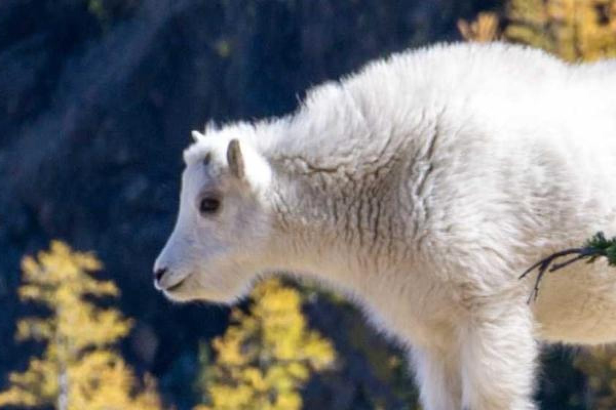 An enlarged detail of the goat from a 3000-pixel upload, with sharp fur