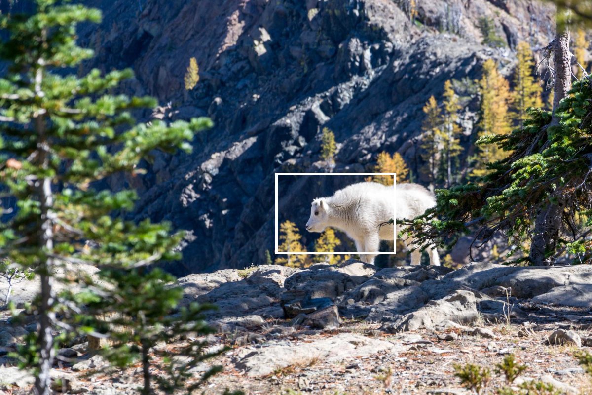 A mountain goat on a rocky ridge, with a white box marking the area shown enlarged below