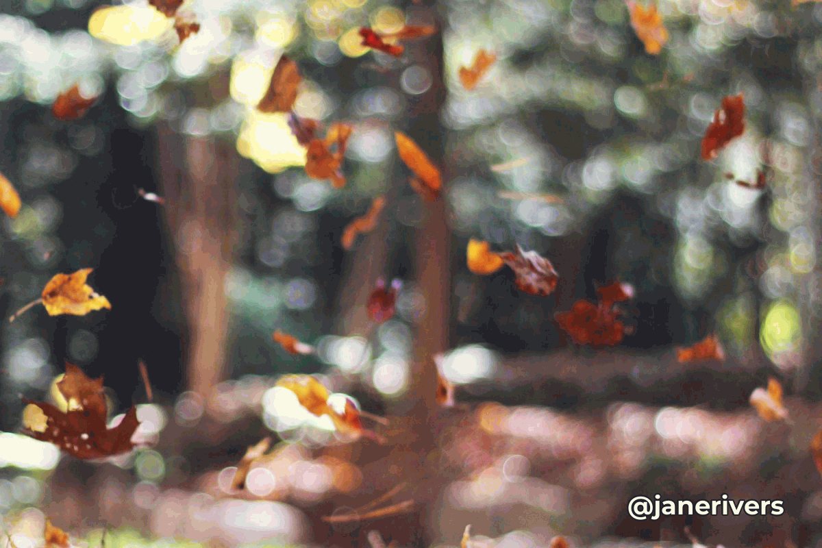 A GIF frame of autumn leaves falling in a forest with a solid white handle and a thin dark outline in the corner