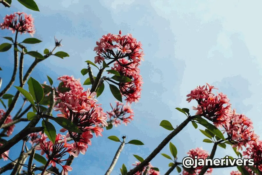 Frame 1 of an animation of pink blossoms against a blue sky, with a handle in the bottom-right corner