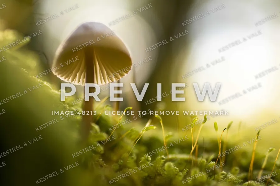A small mushroom in moss covered by a faint repeating KESTREL & VALE pattern and a large PREVIEW with an image number underneath
