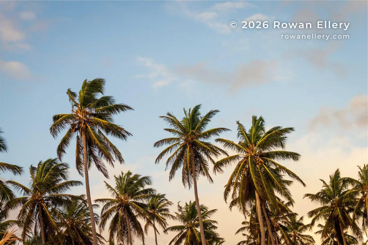 Palm trees against a pastel sky with © 2026 Rowan Ellery and rowanellery.com on a smaller second line in the upper right