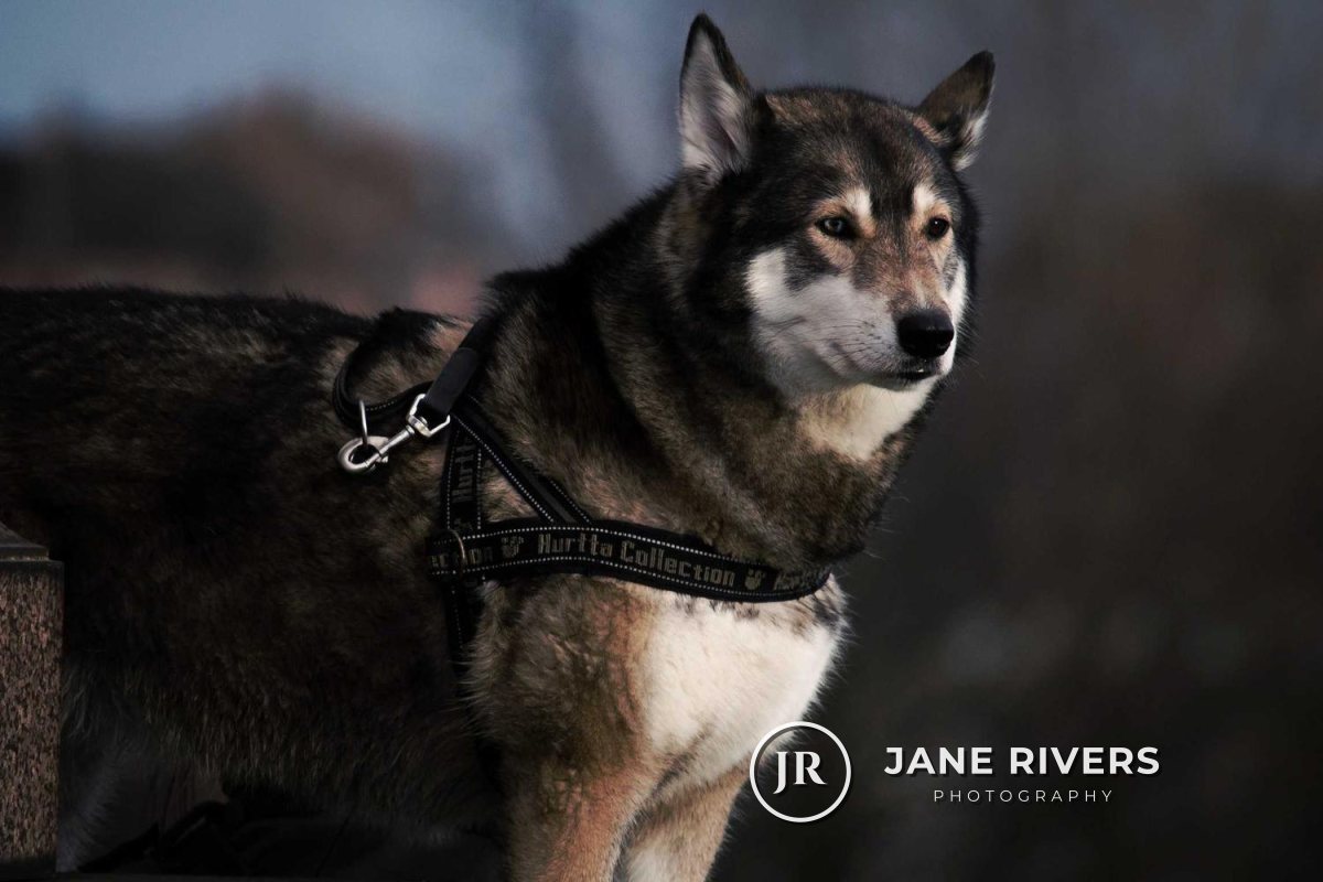 A husky photo with a white JR monogram next to the name Jane Rivers Photography in the lower right