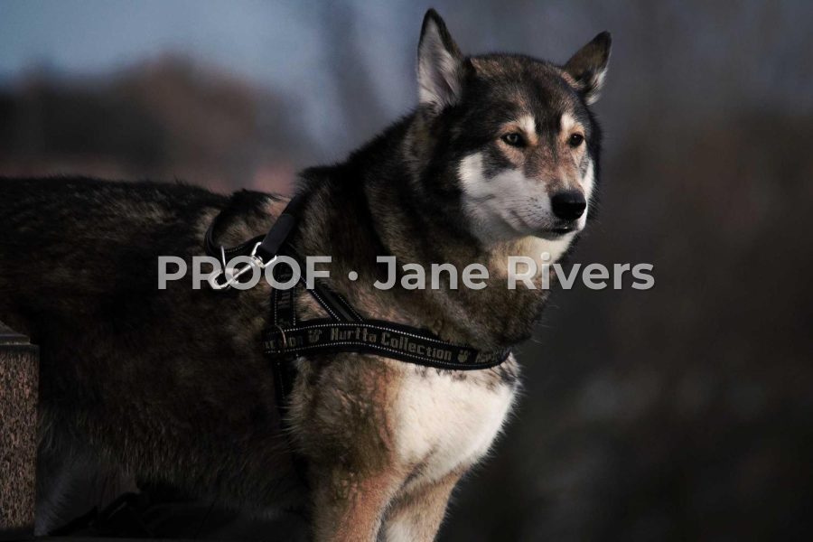 A husky with a semi-transparent watermark reading PROOF · Jane Rivers across the middle