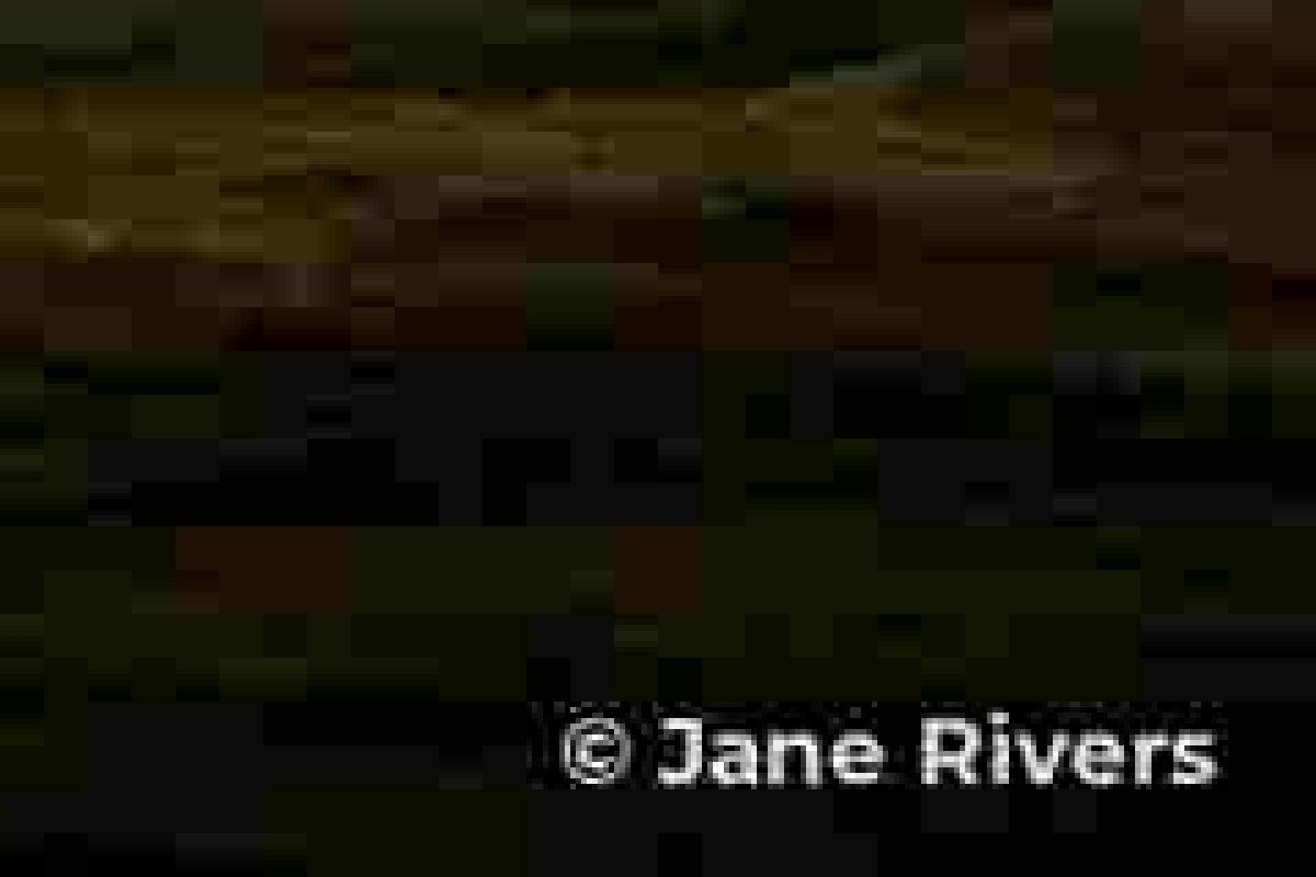 The same close-up after heavy compression, with blocky artifacts around the credit and in the photo