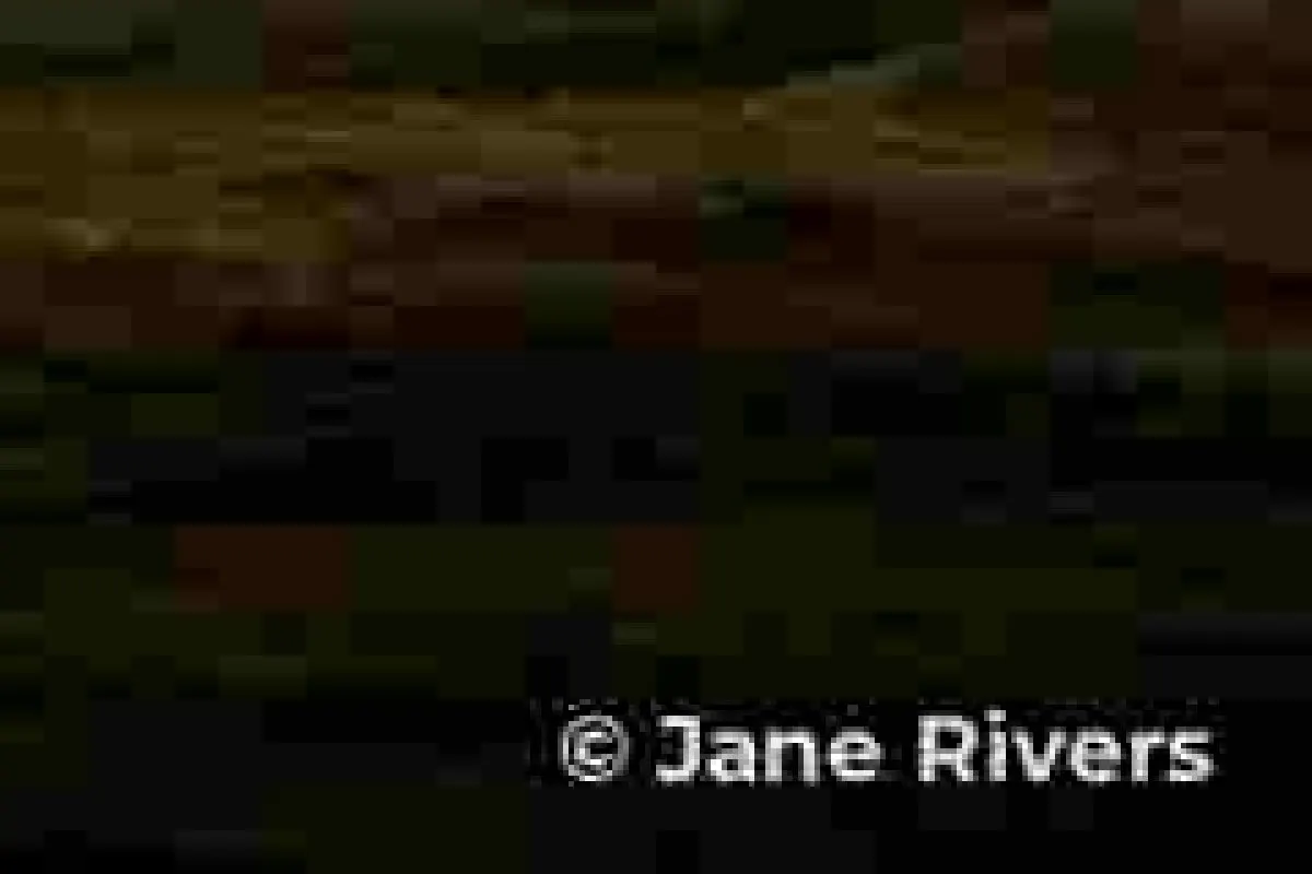 The same close-up after heavy compression, with blocky artifacts around the credit and in the photo