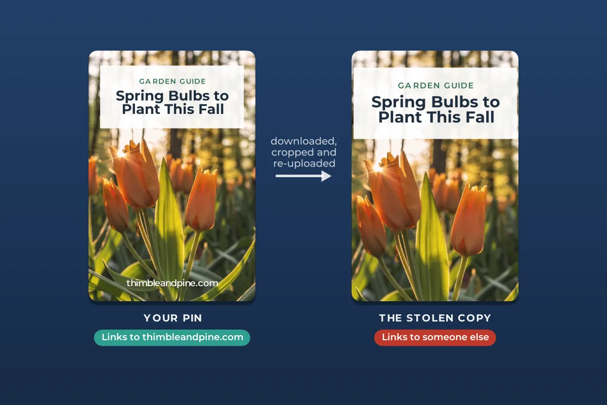 Two tall pins of orange tulips with the title Spring Bulbs to Plant This Fall: the original with thimbleandpine.com at the bottom and a link to that site, and a cropped re-upload with the URL cut off and a link to someone else