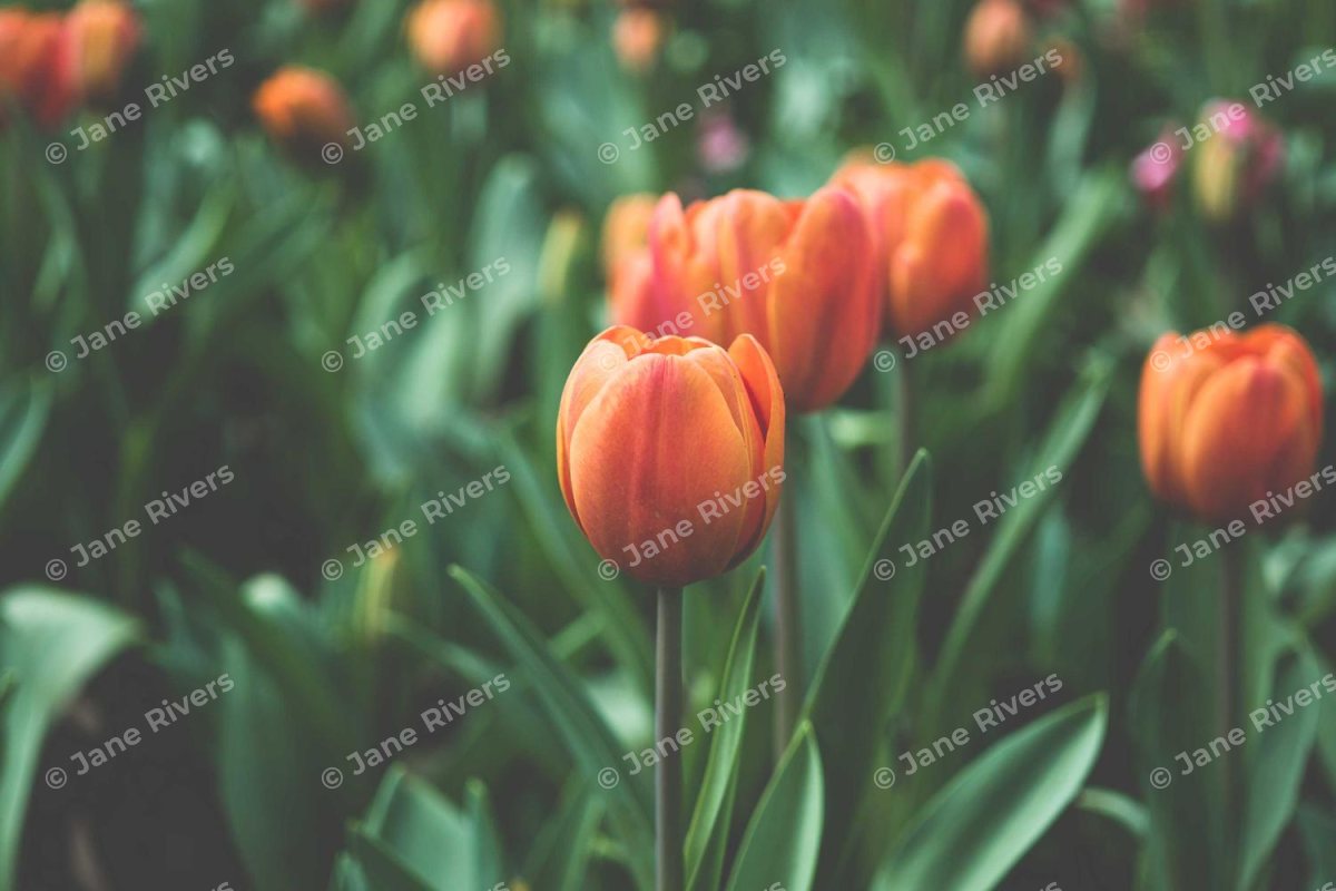 Orange tulips covered with a faint, evenly spaced pattern of small angled © Jane Rivers watermarks