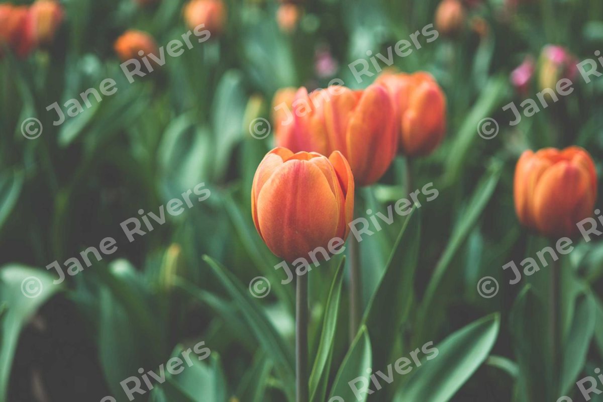 Tulips with a few large tiled watermarks cutting across the flowers