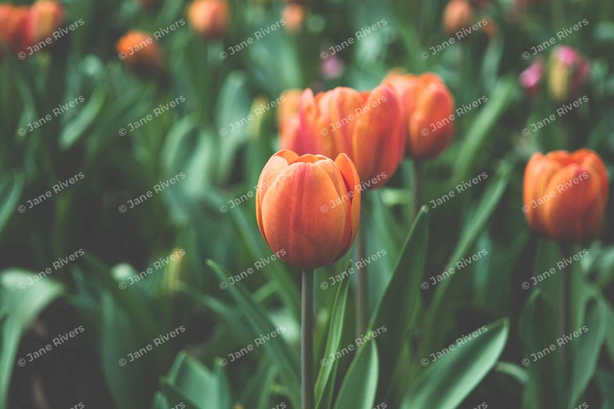 The same tulips with many small tiled watermarks spread evenly