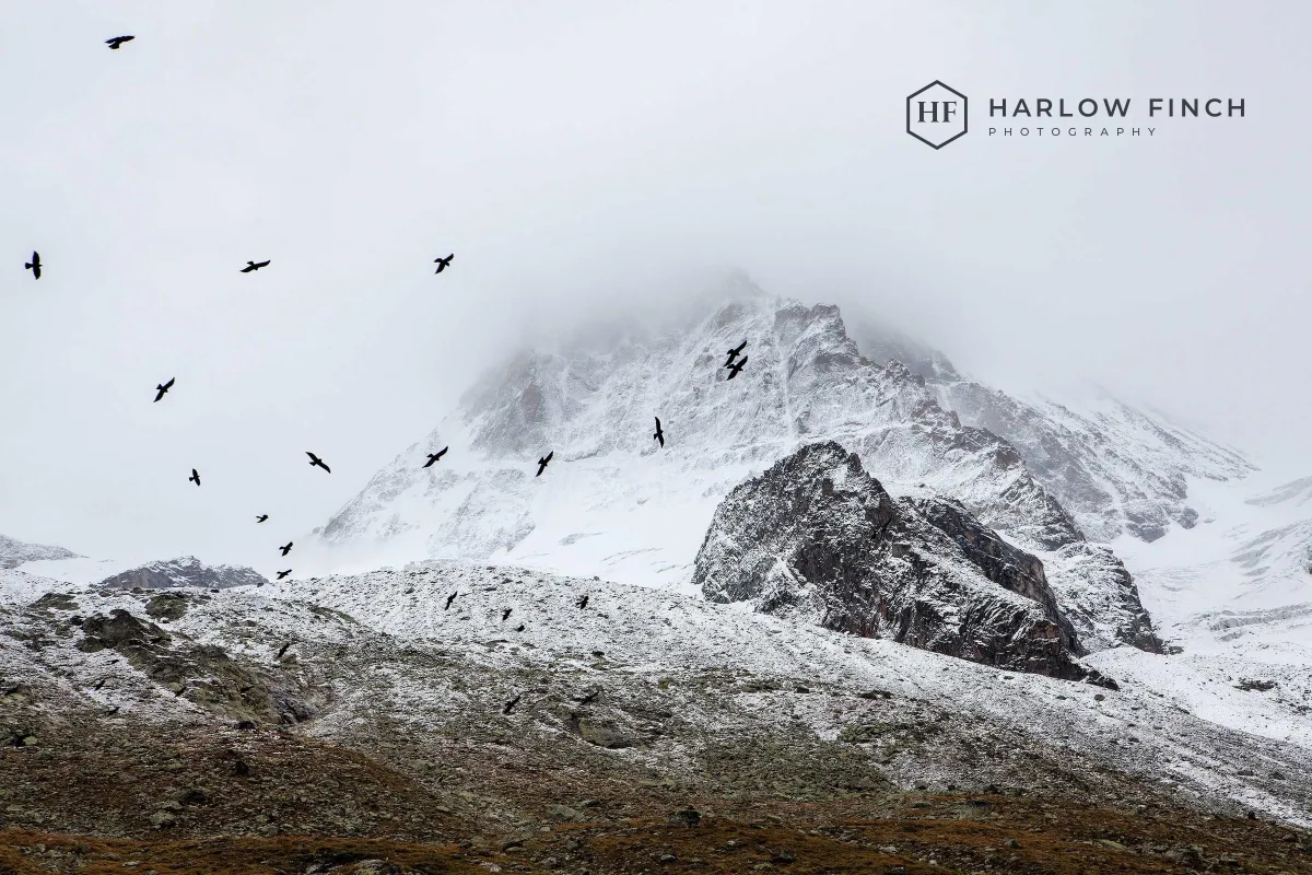A snowy mountain with flying birds under a white sky, with a charcoal Harlow Finch logo in the upper right