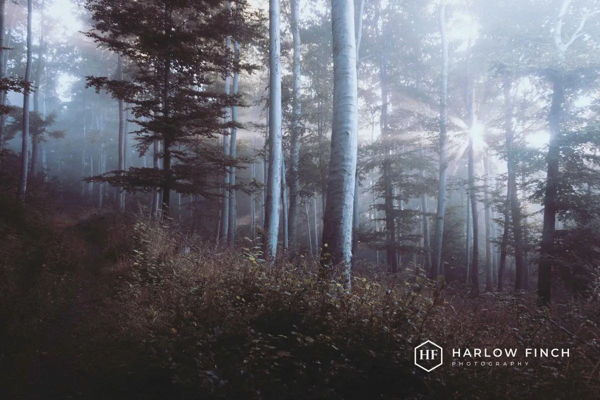 A misty forest at sunrise with a white Harlow Finch logo in the lower right