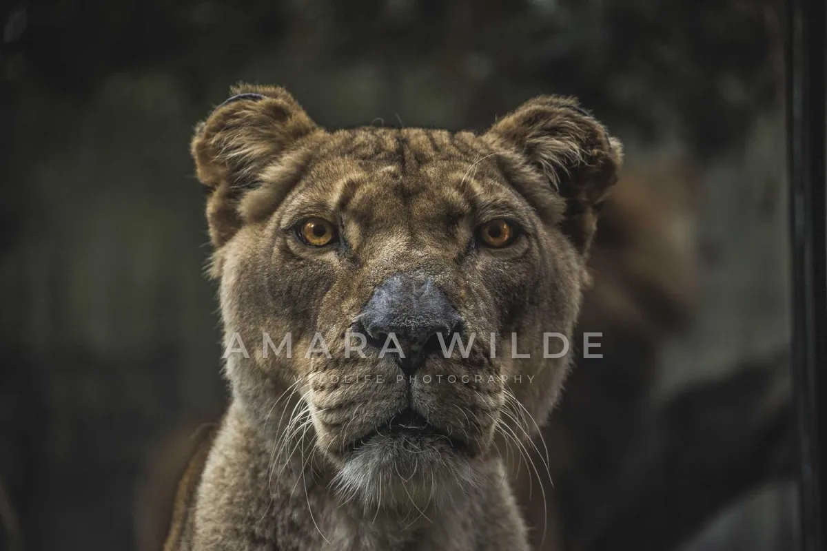 A close-up of a lioness facing the camera with AMARA WILDE and WILDLIFE PHOTOGRAPHY in large, faint white letters across her muzzle