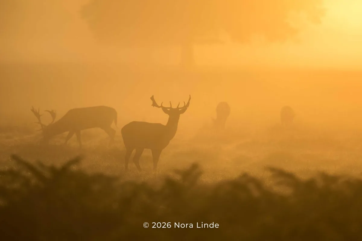 Deer in golden morning fog with © 2026 Nora Linde in small white text centered along the bottom edge
