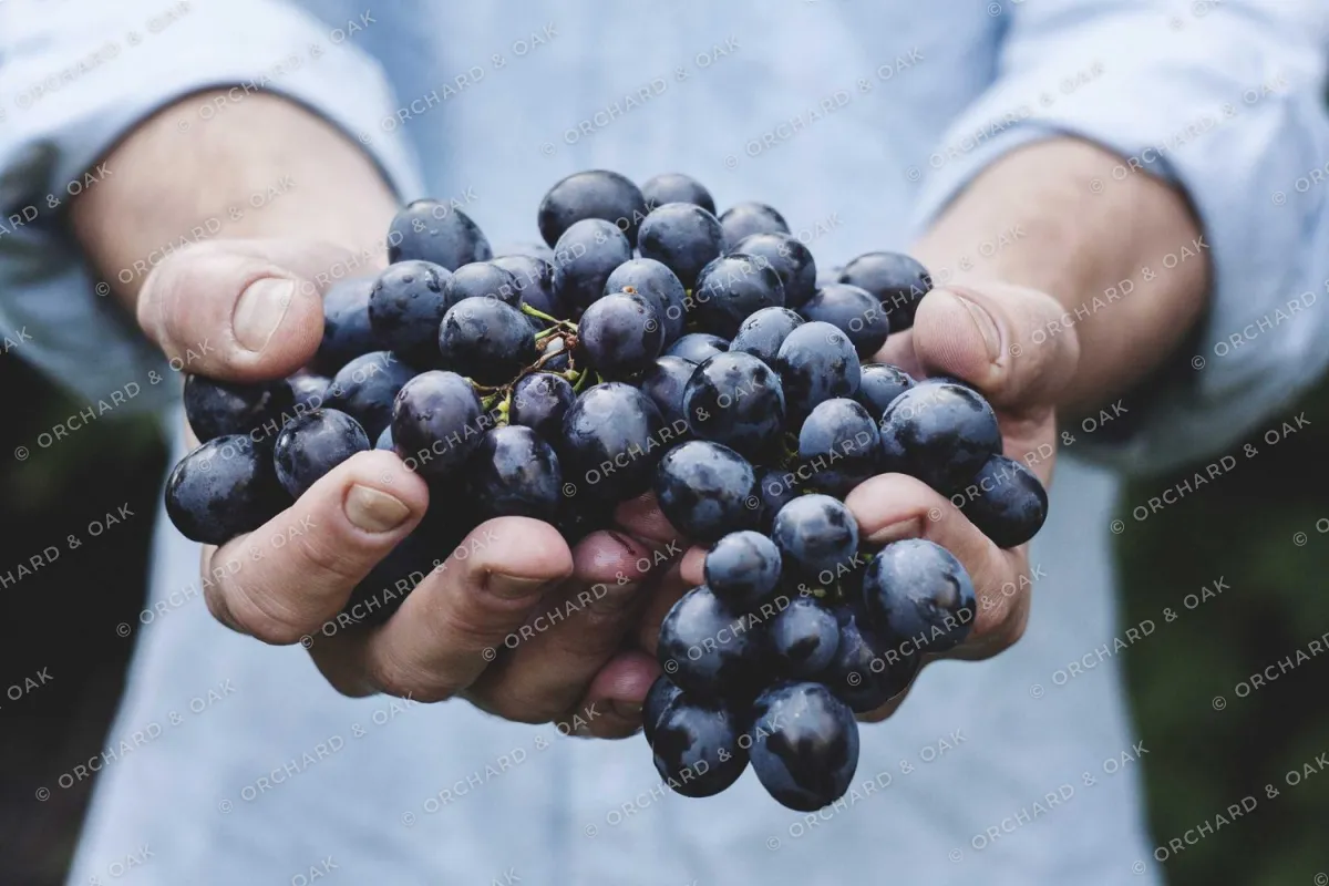 Hands holding a bunch of dark grapes, covered with a faint repeating pattern of small © ORCHARD & OAK text angled at 30 degrees