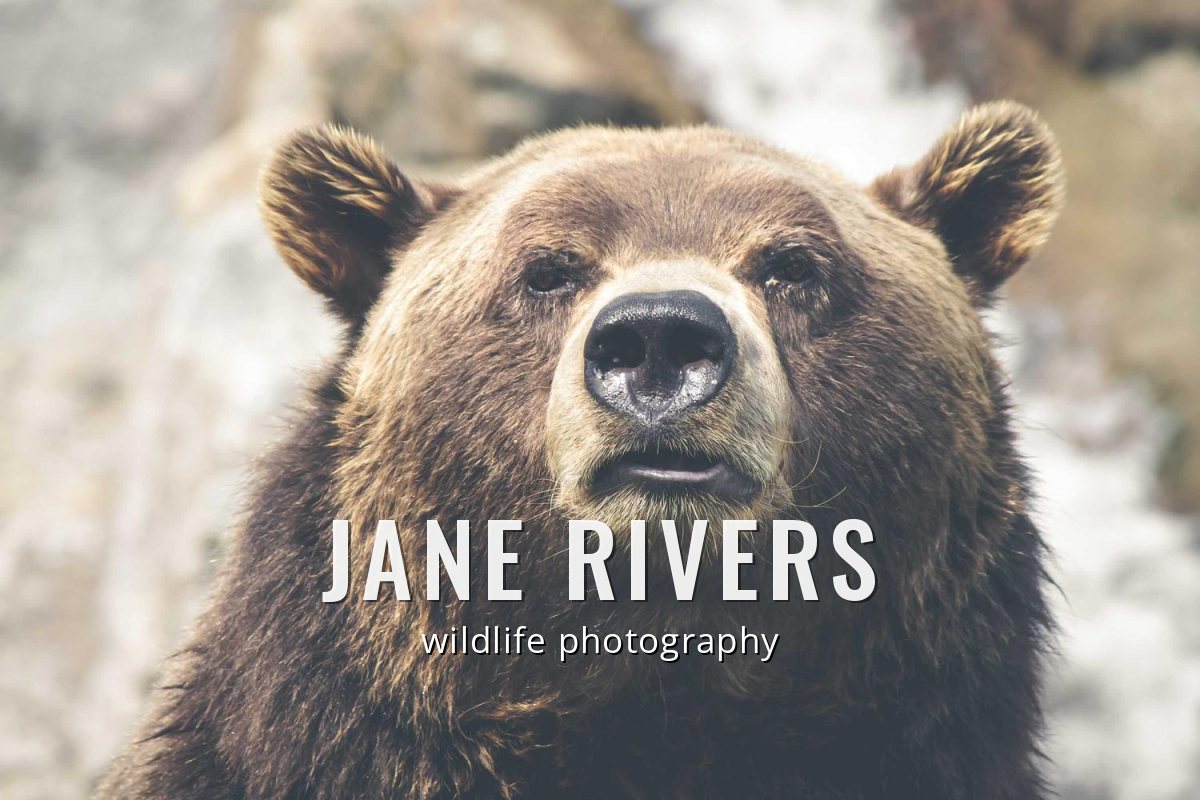 A brown bear with JANE RIVERS in bold condensed capitals and wildlife photography in a light sans-serif below