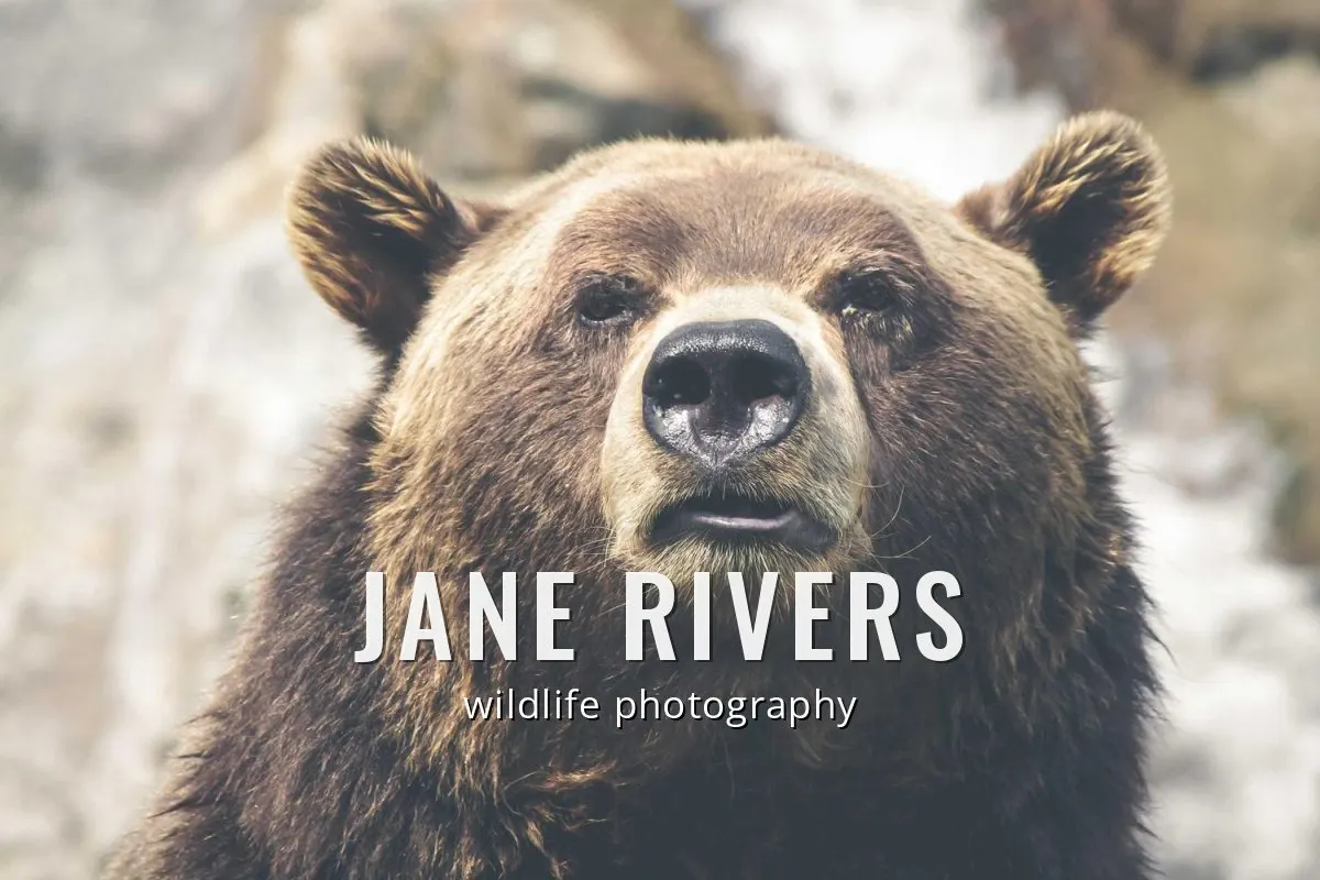 A brown bear with JANE RIVERS in bold condensed capitals and wildlife photography in a light sans-serif below