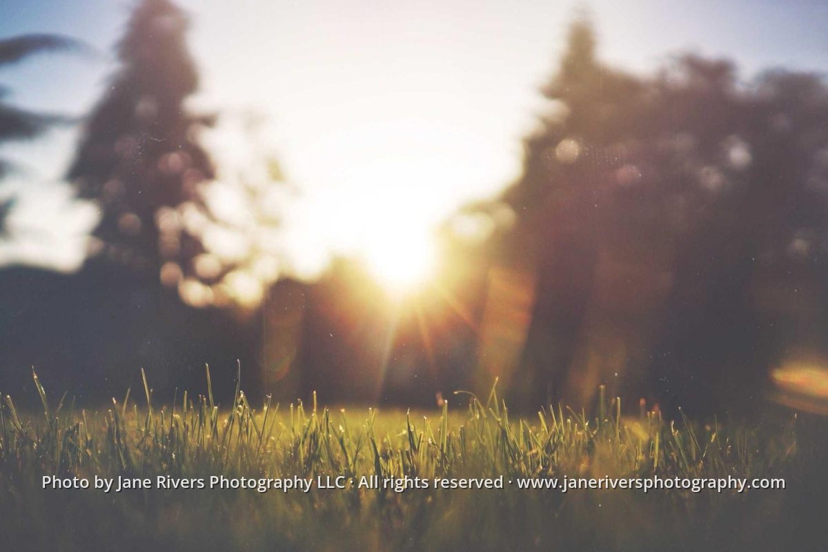 A sunlit meadow with a long line of small watermark text running across the bottom of the photo