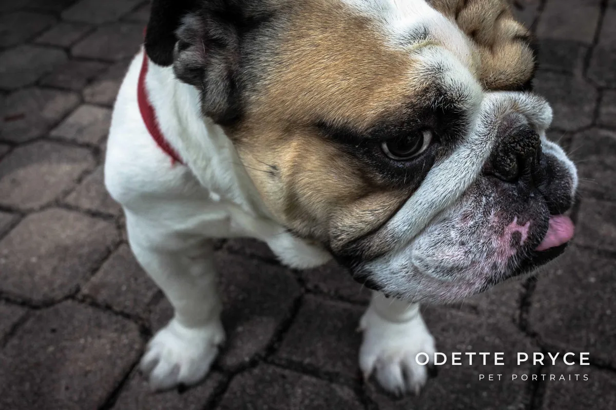 A close-up of an English bulldog on paving stones, with ODETTE PRYCE and PET PORTRAITS in white capitals in the lower right