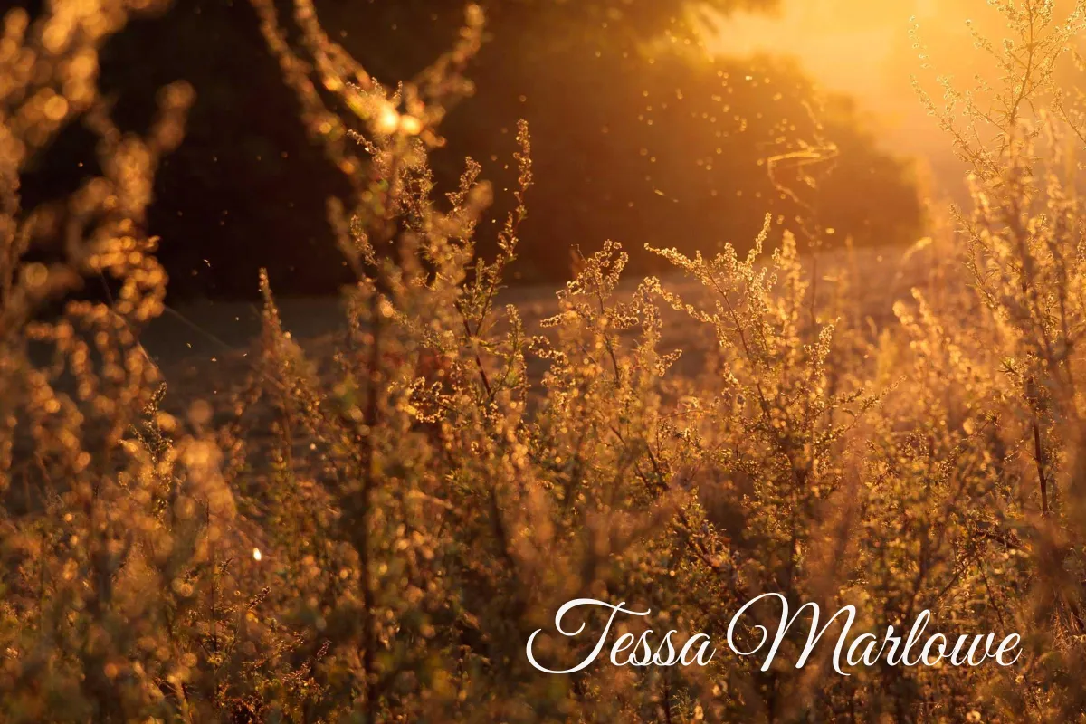 Backlit golden grass at sunset with Tessa Marlowe in a flowing white script signature in the lower right
