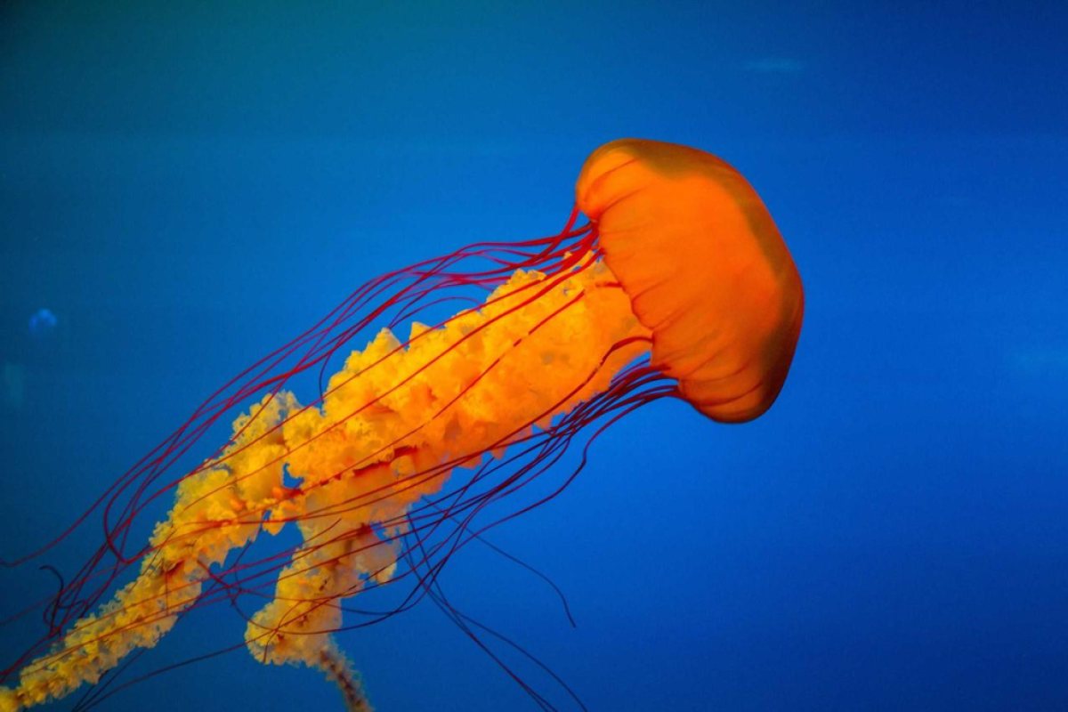 The same jellyfish photo cropped so the watermark is no longer visible