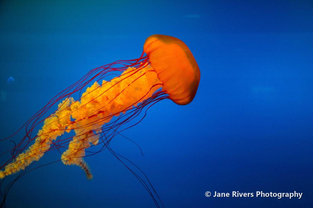 A jellyfish photo with a copyright watermark in the bottom-right corner