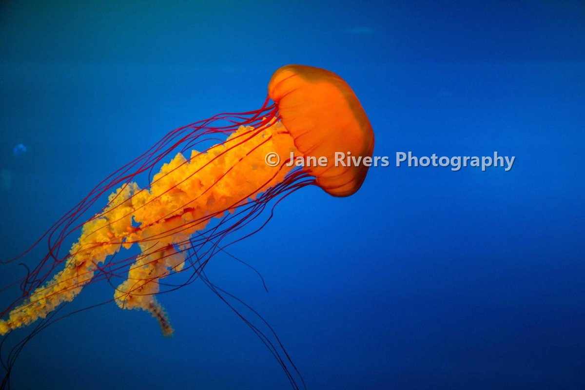 The jellyfish photo with the watermark placed across the jellyfish itself