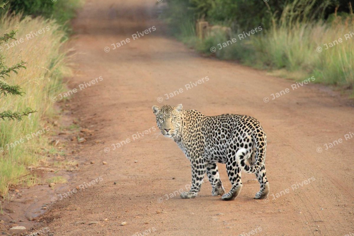 A leopard walking along a dirt road with a faint copyright watermark repeated at an angle across the whole photo
