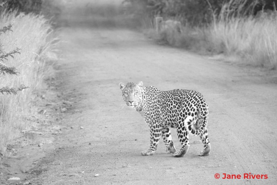 A greyed-out leopard photo with a small watermark highlighted in red in the bottom-right corner