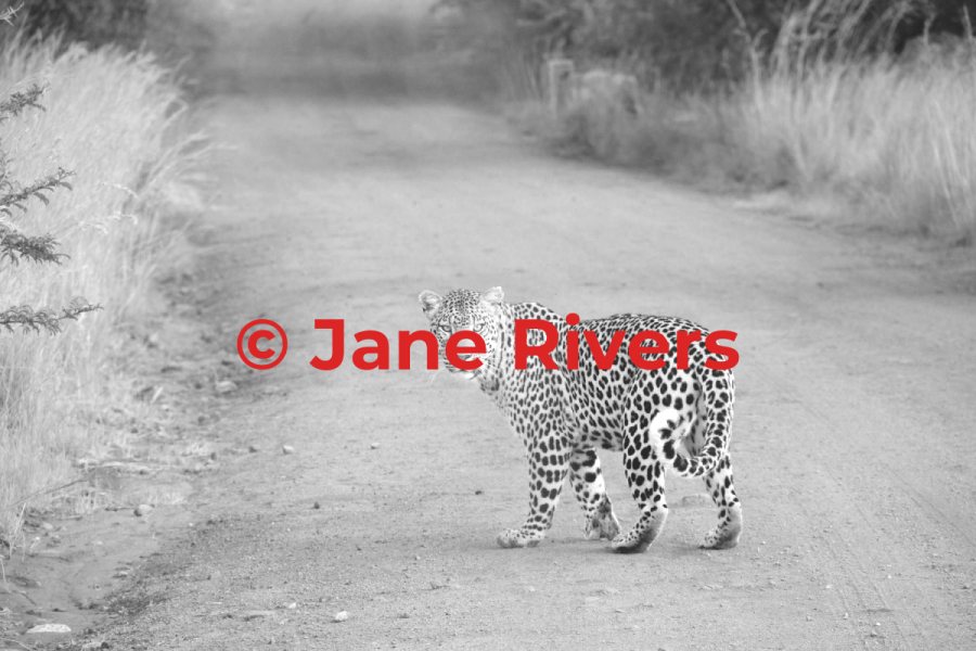 A greyed-out leopard photo with a large watermark highlighted in red across the leopard
