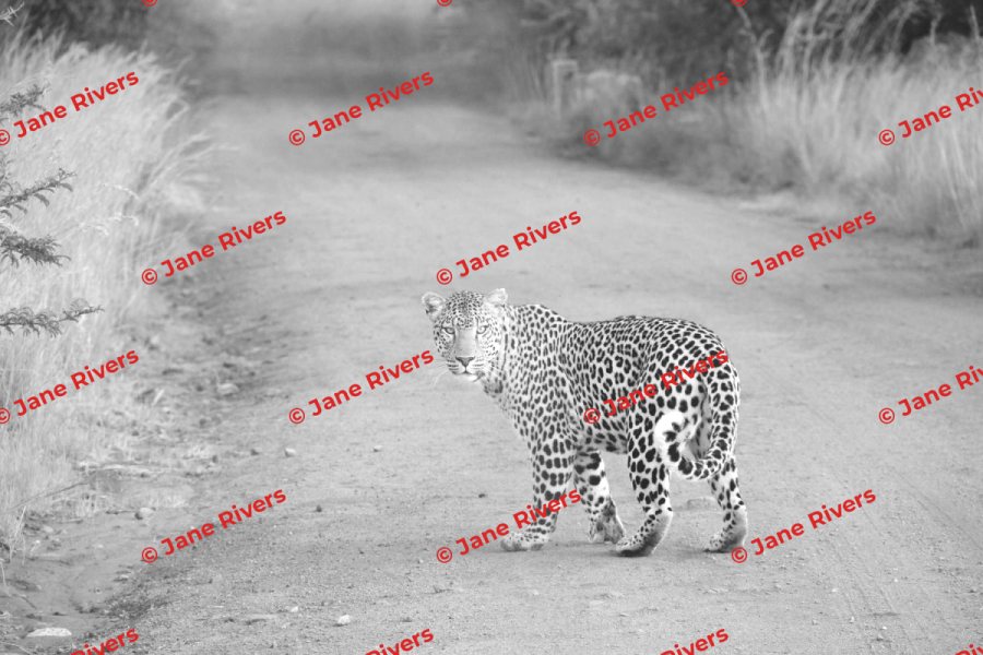 A greyed-out leopard photo with a repeated angled watermark highlighted in red across the whole frame