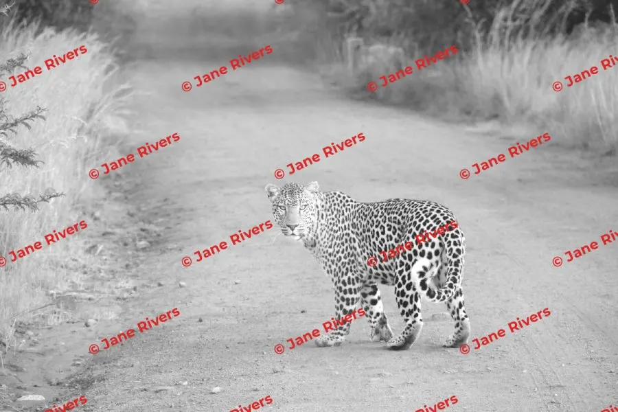 A greyed-out leopard photo with a repeated angled watermark highlighted in red across the whole frame