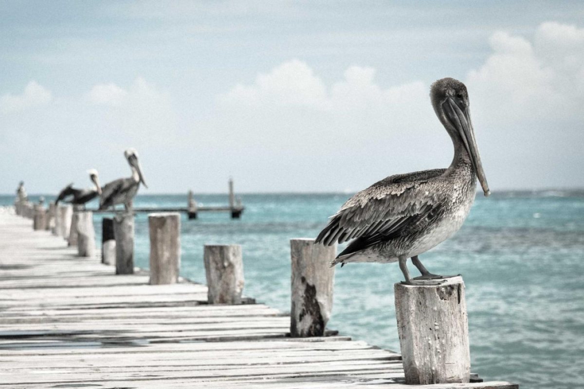 The same pelican photo cropped slightly so the watermark is gone and the pelican is untouched