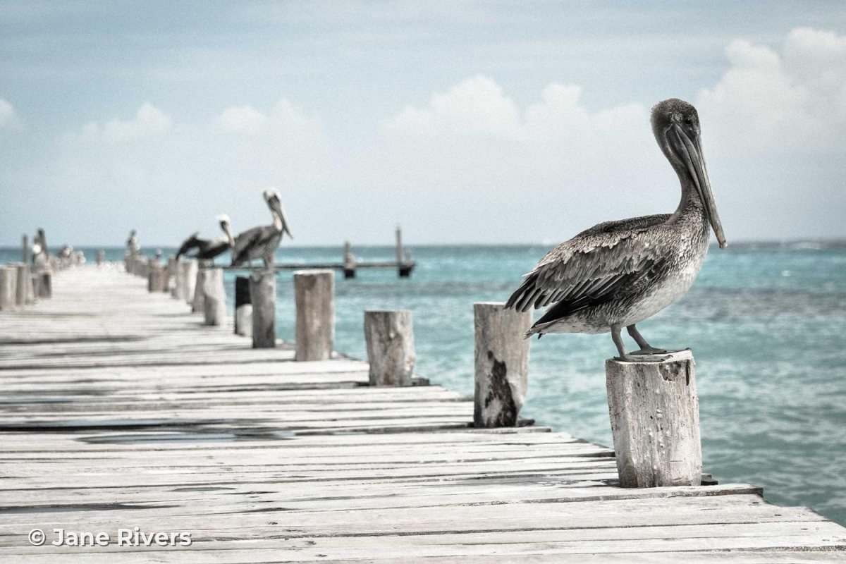 A pelican on a wooden pier with a copyright watermark in the bottom-left corner