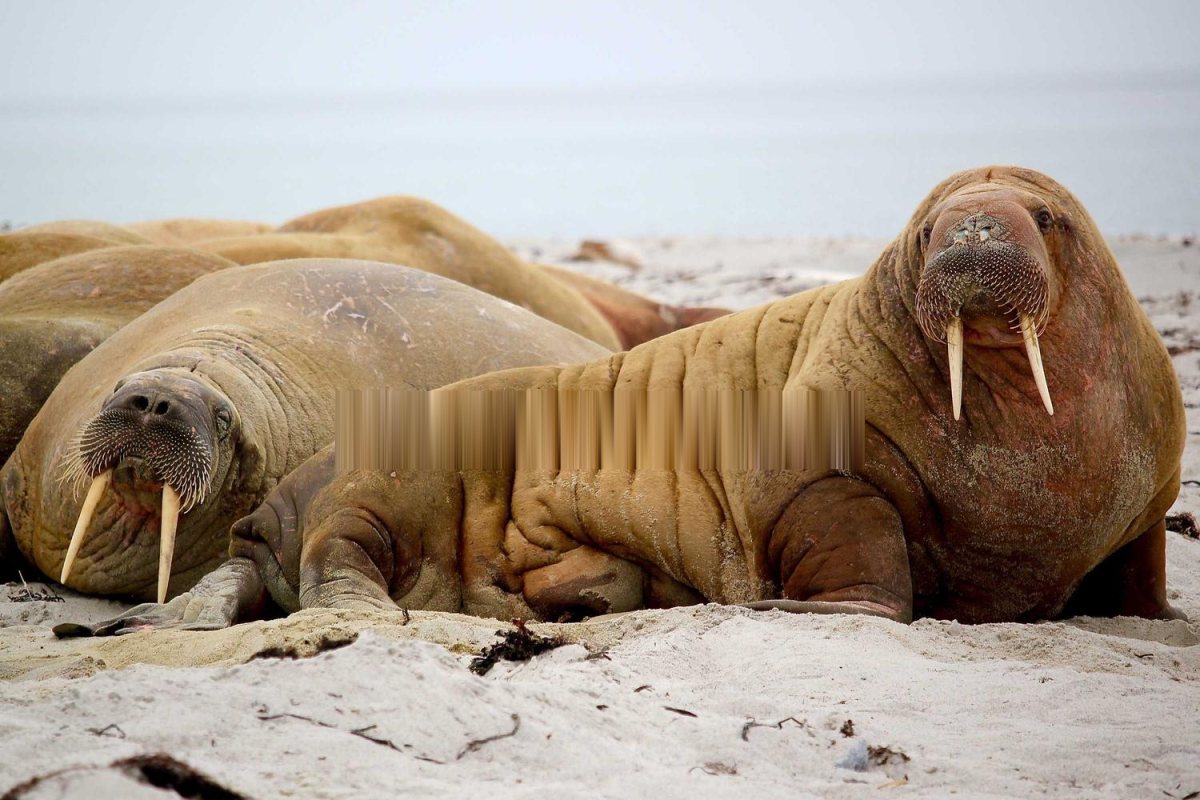 The walrus photo after the same simulated fill, leaving an obvious smeared band across the walrus