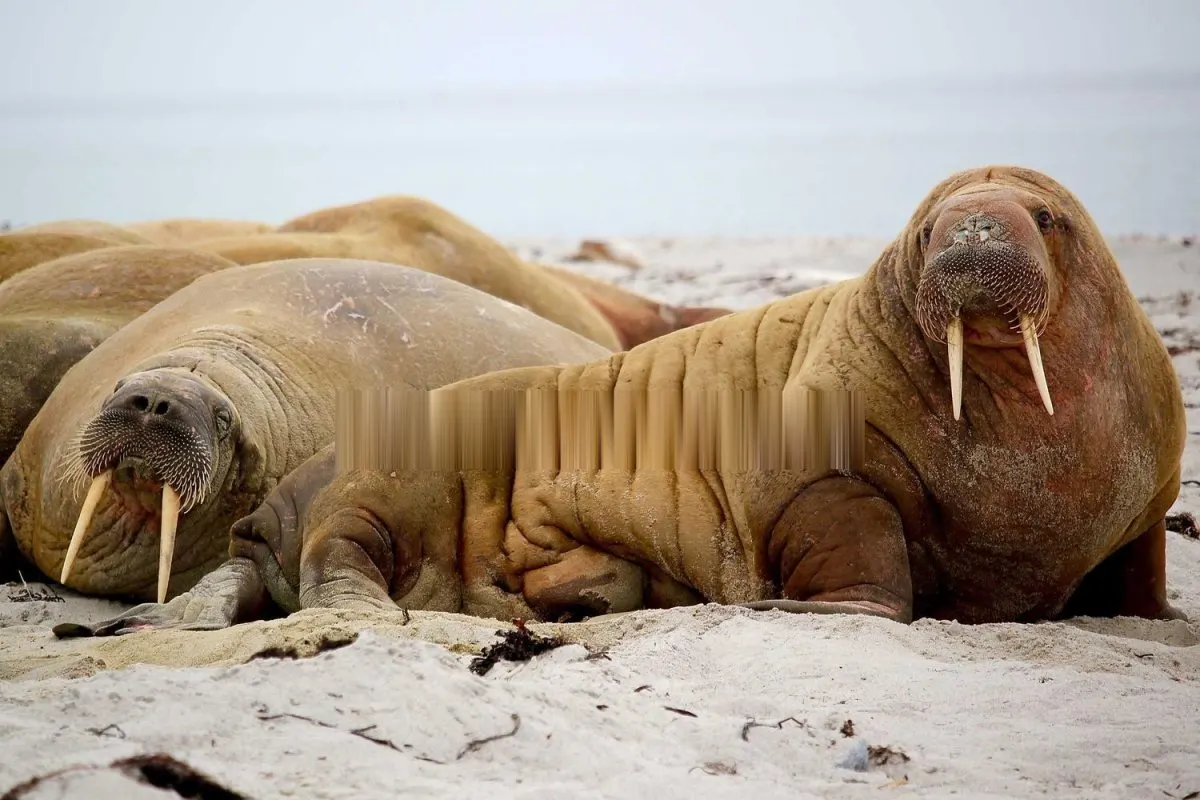 The walrus photo after the same simulated fill, leaving an obvious smeared band across the walrus