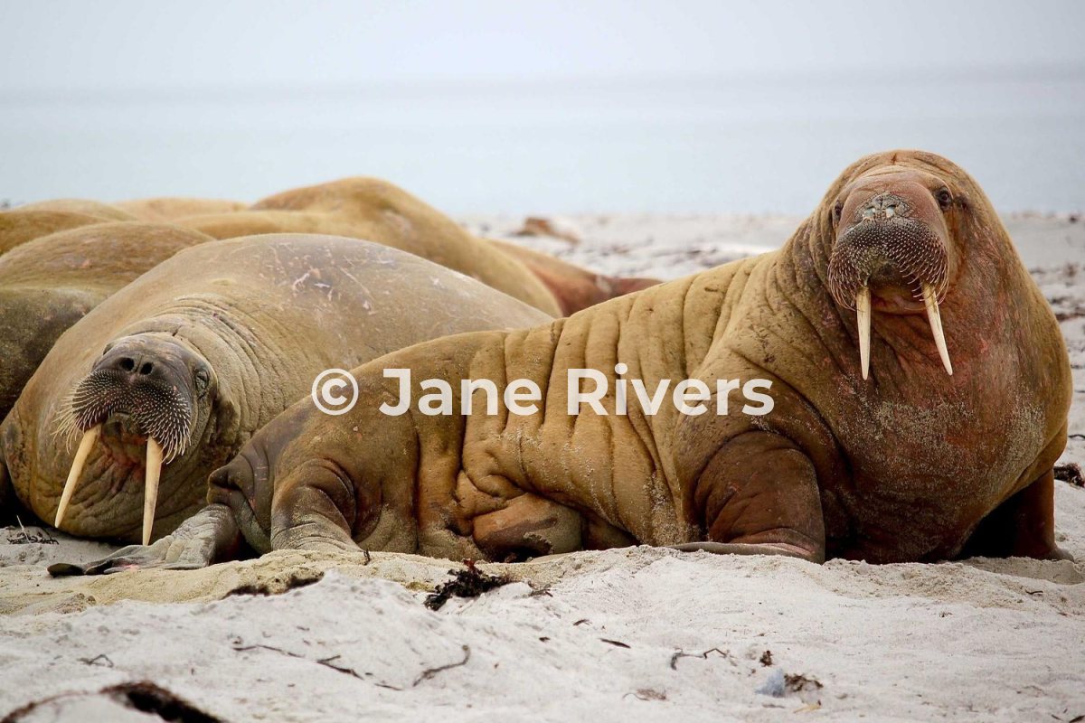Walruses on a beach with a large copyright watermark across the nearest walrus