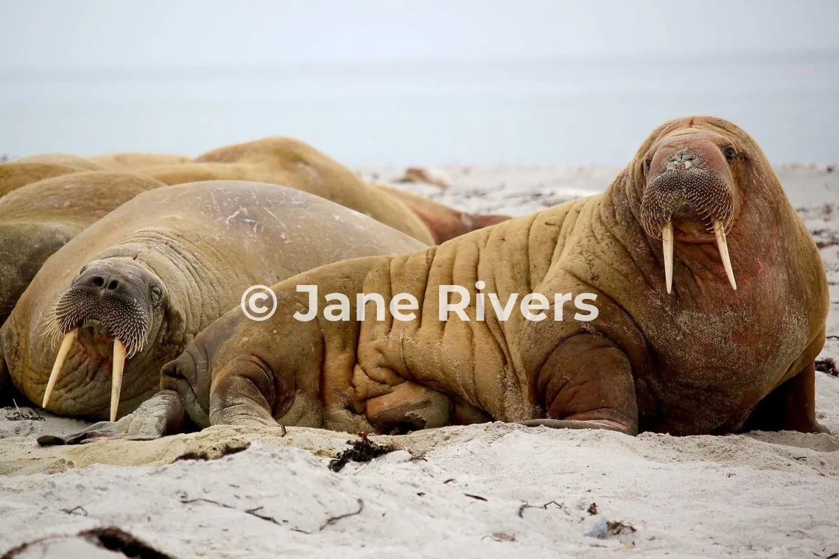 Walruses on a beach with a large copyright watermark across the nearest walrus