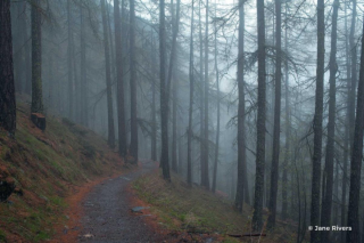 A misty forest shrunk to thumbnail size, where a small corner watermark has blurred into an unreadable smudge