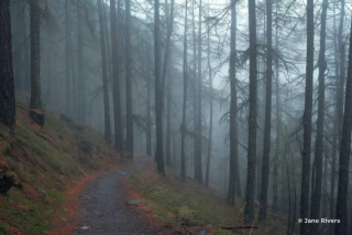 A misty forest shrunk to thumbnail size, where a small corner watermark has blurred into an unreadable smudge