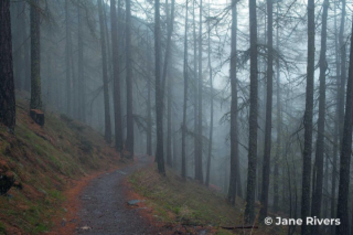 The same forest at thumbnail size, where a slightly larger corner watermark can still be read