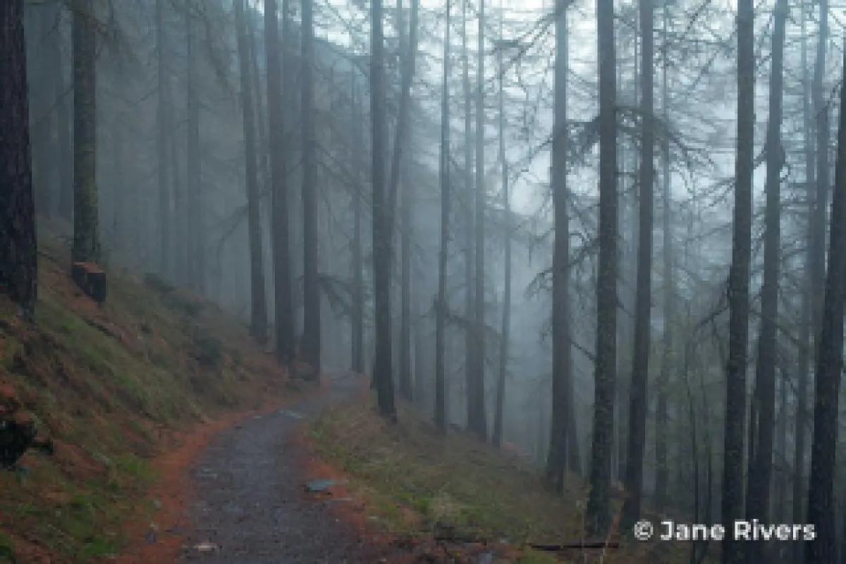 The same forest at thumbnail size, where a slightly larger corner watermark can still be read