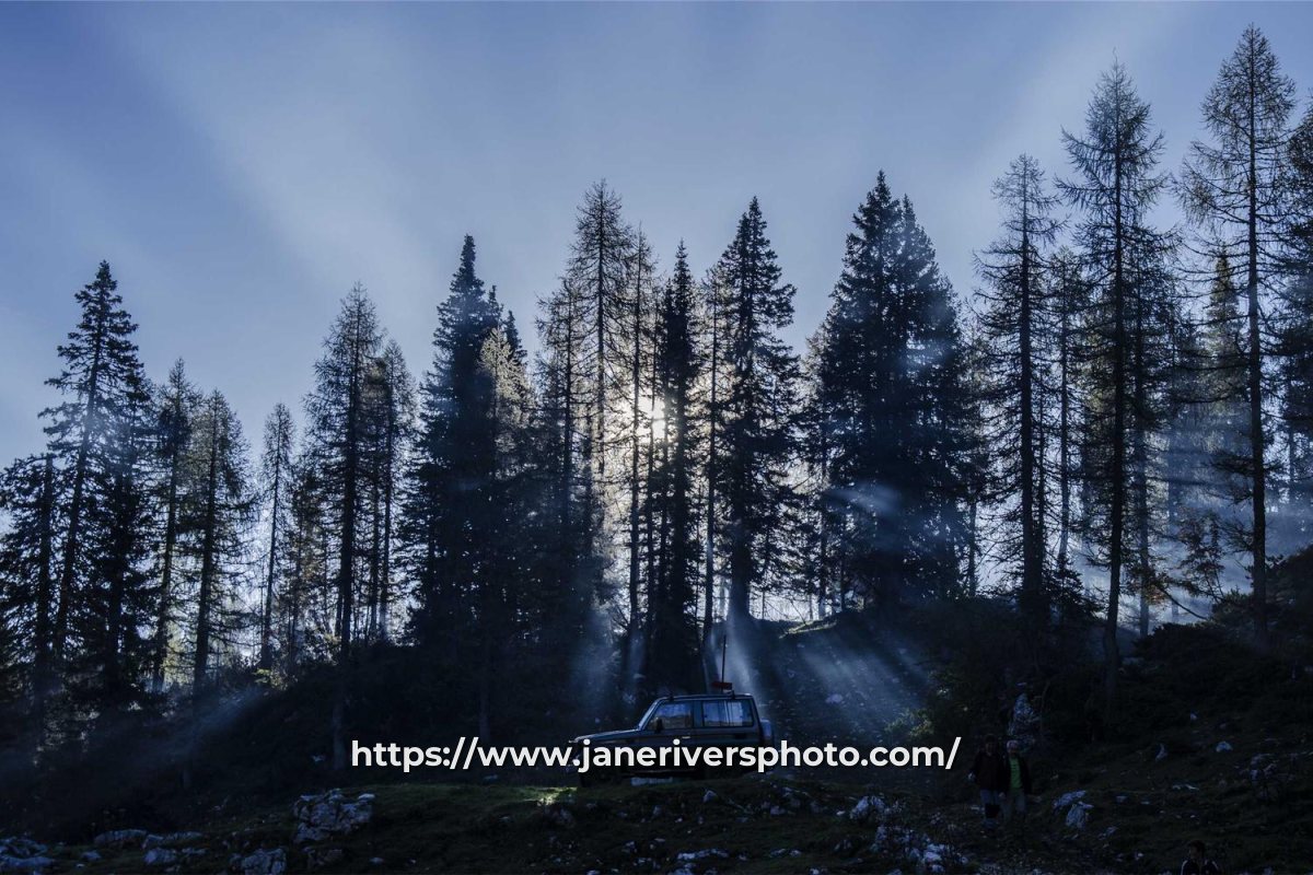 A forest photo with the watermark https://www.janeriversphoto.com/