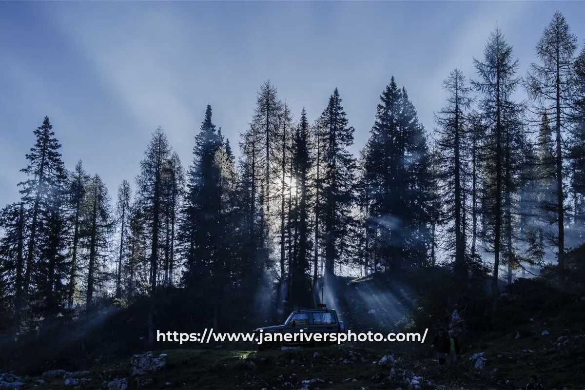 A forest photo with the watermark https://www.janeriversphoto.com/