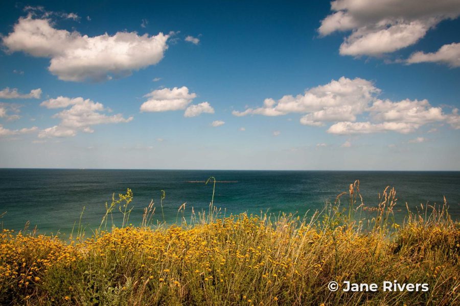 A coastal meadow photo with a small signature watermark in the corner