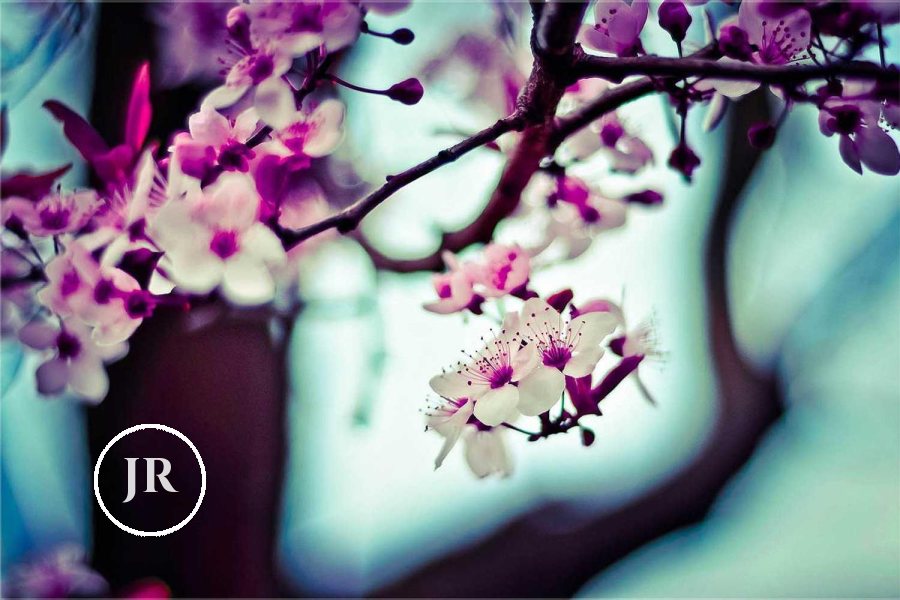 Cherry blossom with a small JR monogram in a circle in the lower left