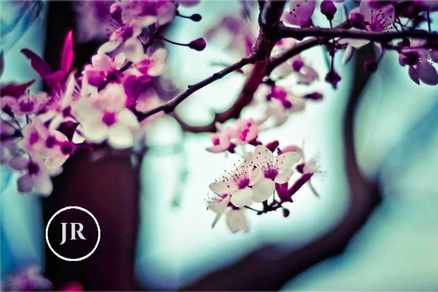 Cherry blossom with a small JR monogram in a circle in the lower left