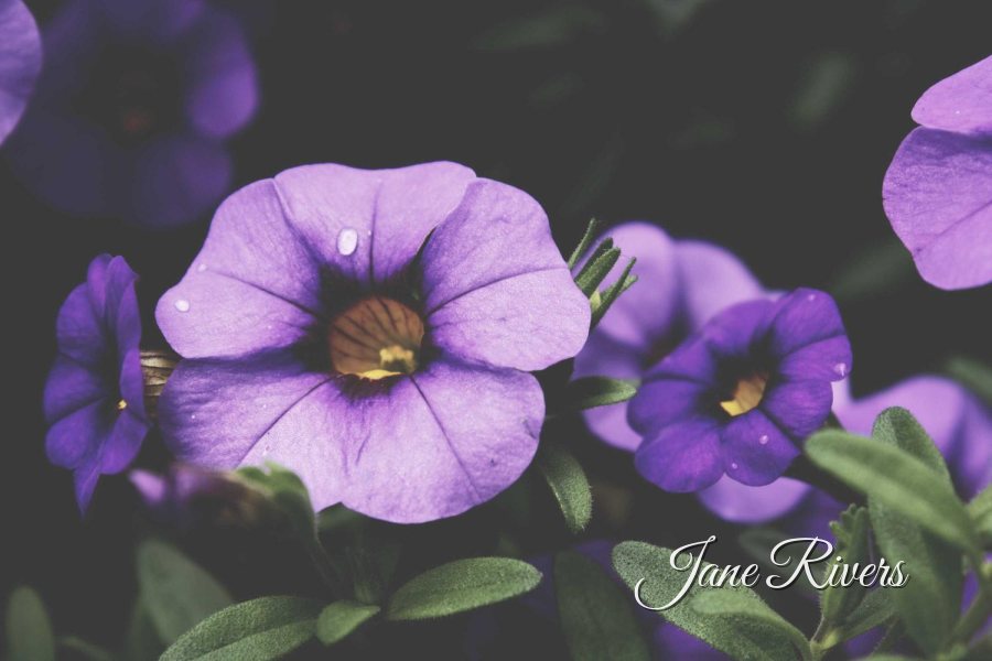 Purple flowers with a small script signature reading Jane Rivers in the lower right