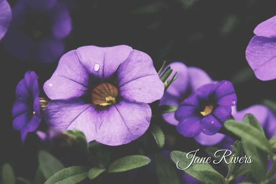 Purple flowers with a small script signature reading Jane Rivers in the lower right