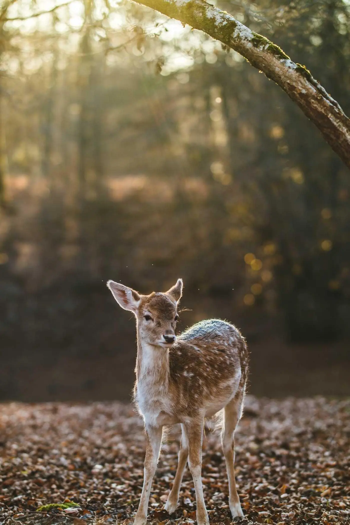 A fawn in a sunlit forest, half shown with the Walden filter
